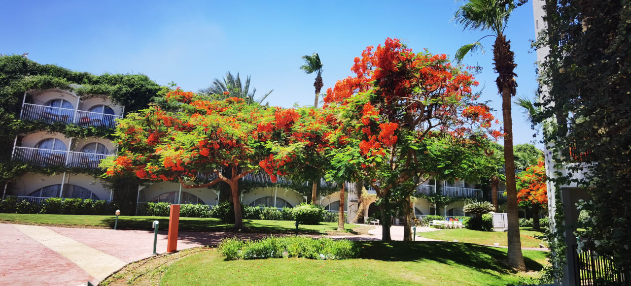 Gartenanlage Desert Rose