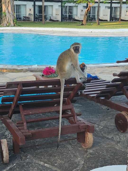 Pool Hotel Southern Palms Beach Resort