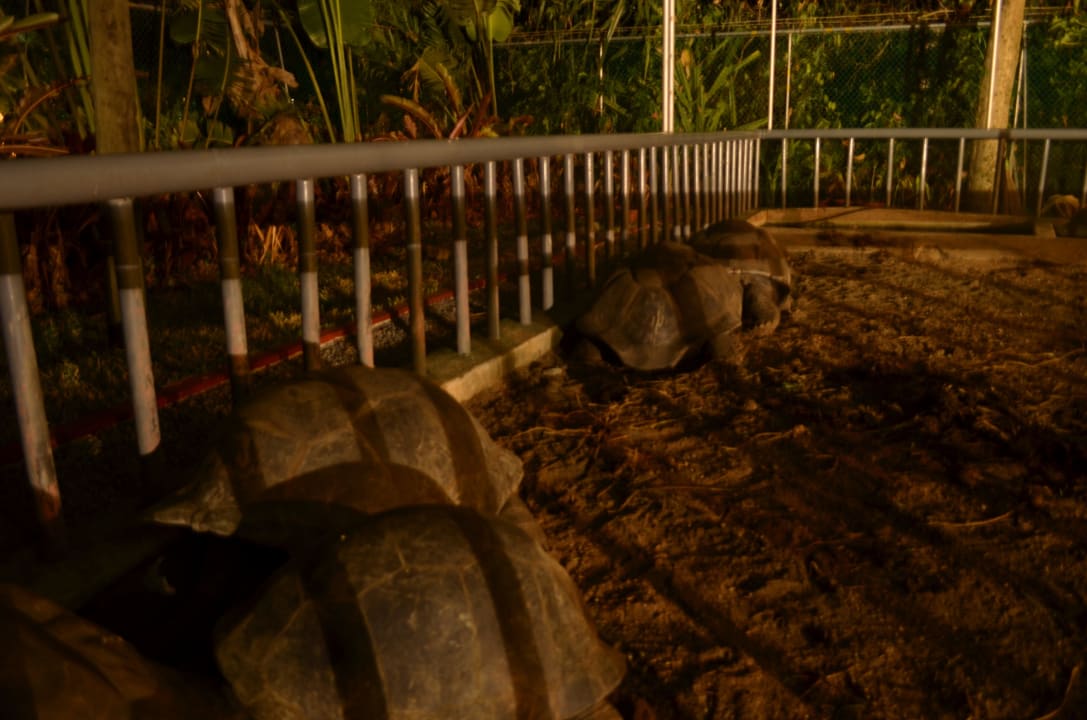 Riesenschildkrötengehege bei Nacht Berjaya Beau Vallon Bay Resort & Casino