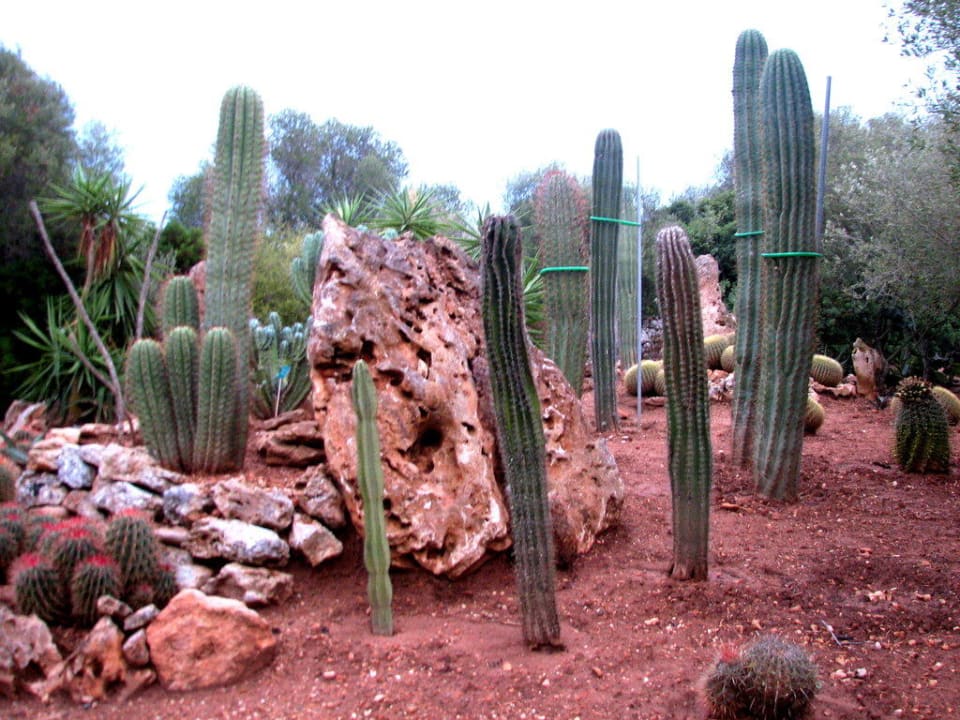 Kakteengarten Finca Hotel Rural Es Turó