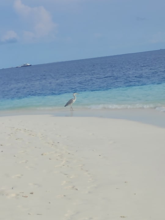 Strand Fihalhohi Maldives