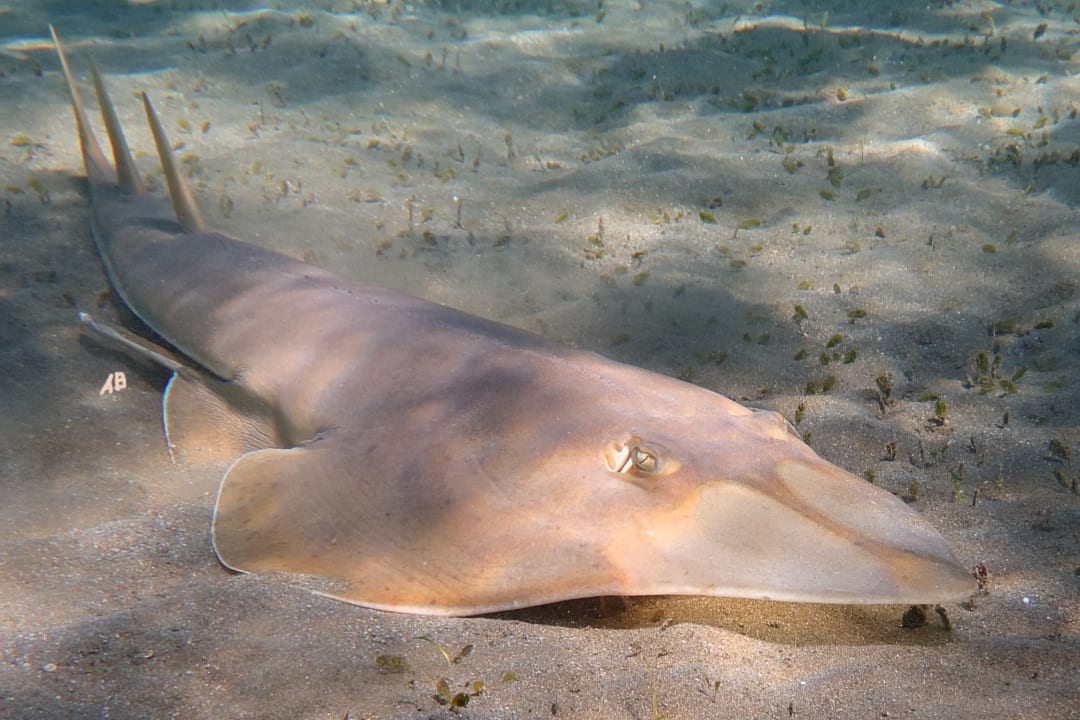 Sport & Freizeit Shams Alam Beach Resort