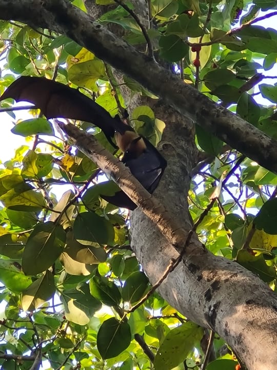 Sonstiges NH Collection Maldives Reethi Resort