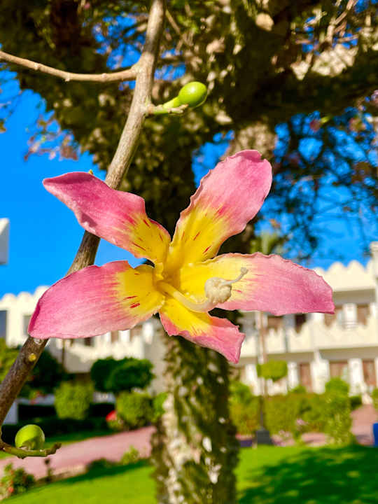 Gartenanlage Swiss Inn Resort Dahab