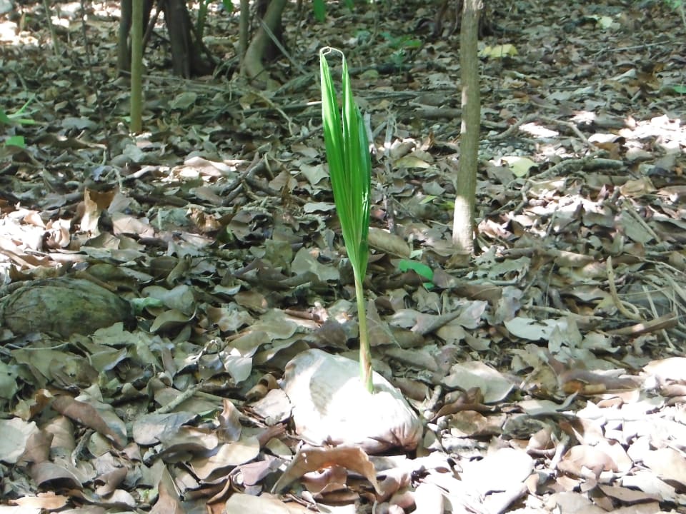 Kokospalme - 3 Wochen alt Kuramathi Maldives