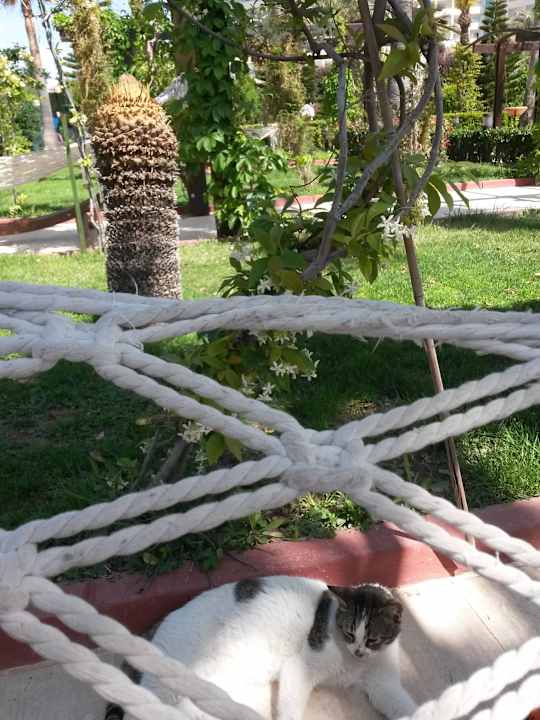 Hängematte mit Katze Saphir Resort & Spa