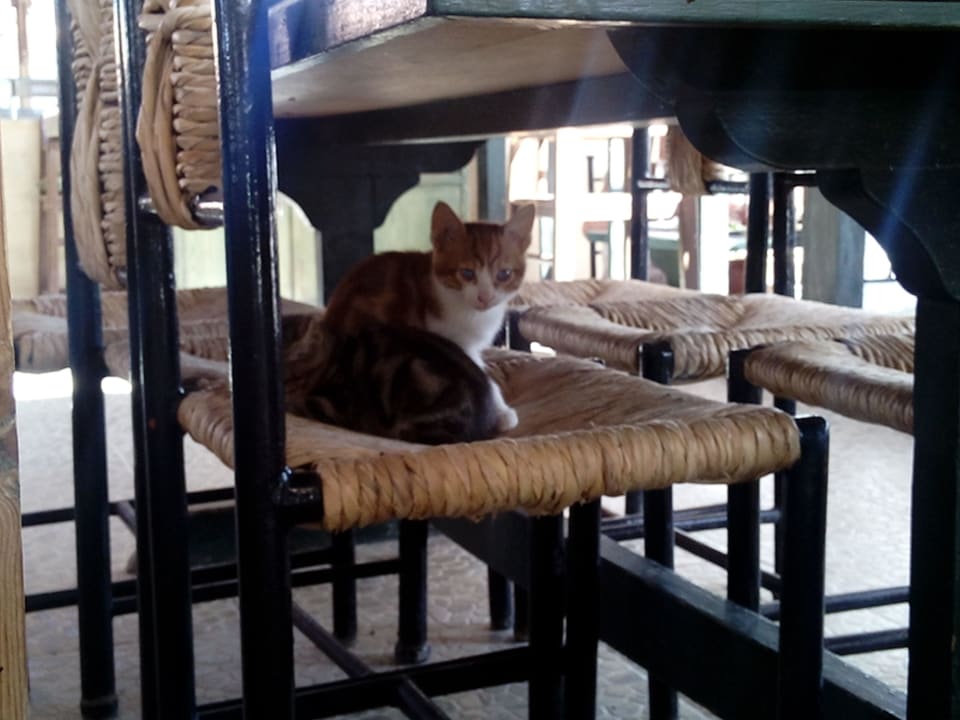 Zwei von Fünf Katzenbabys Giftun Azur Resort