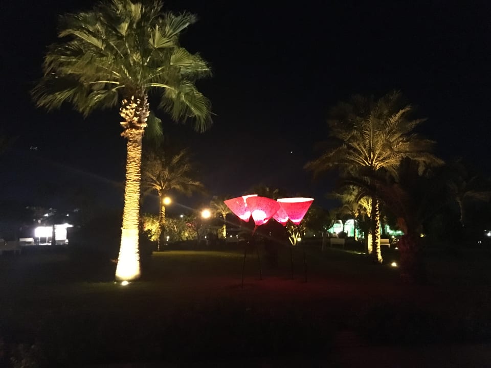 Gartenanlage Desert Rose