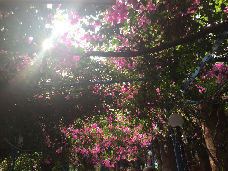 Sonstiges allsun Hotel Carolina Mare