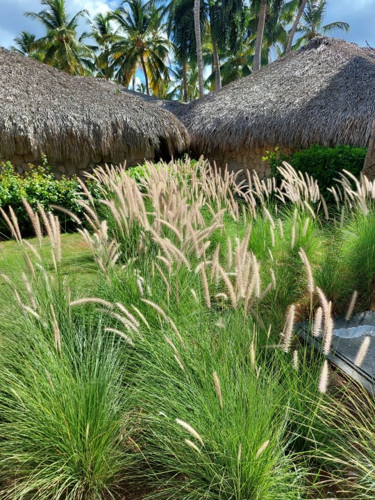 Außenansicht Hotel Viva Dominicus Beach by Wyndham - All Inclusive Resort