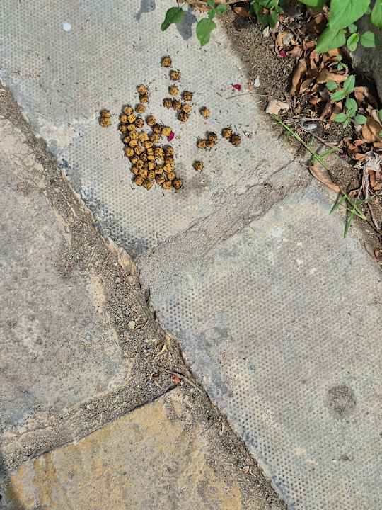 Außenansicht Radisson Blu Resort Fujairah