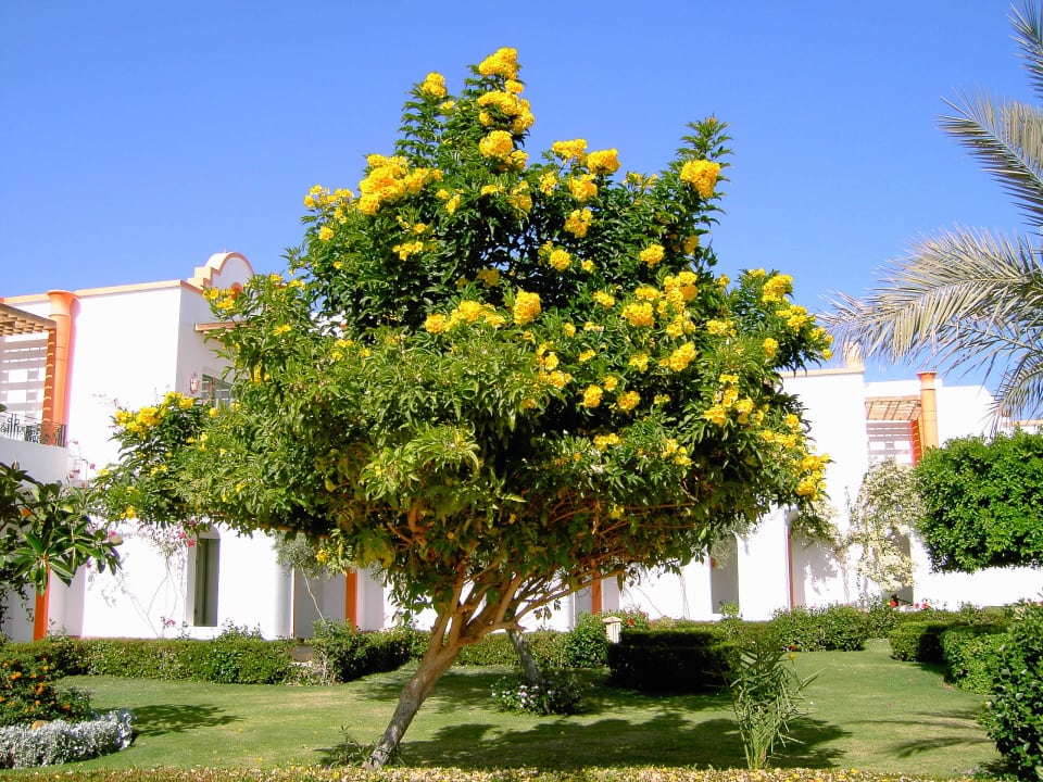Gelbe Blütenbracht Fantazia Resort Marsa Alam