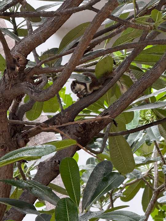 Gartenanlage Avani Pattaya Resort