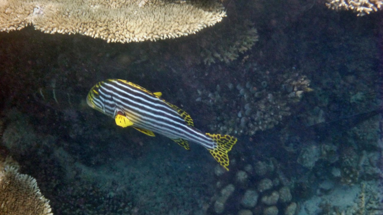 Vilamendhoo Vilamendhoo Island Resort & Spa