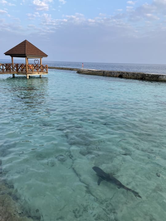 Ausblick Ellaidhoo Maldives by Cinnamon