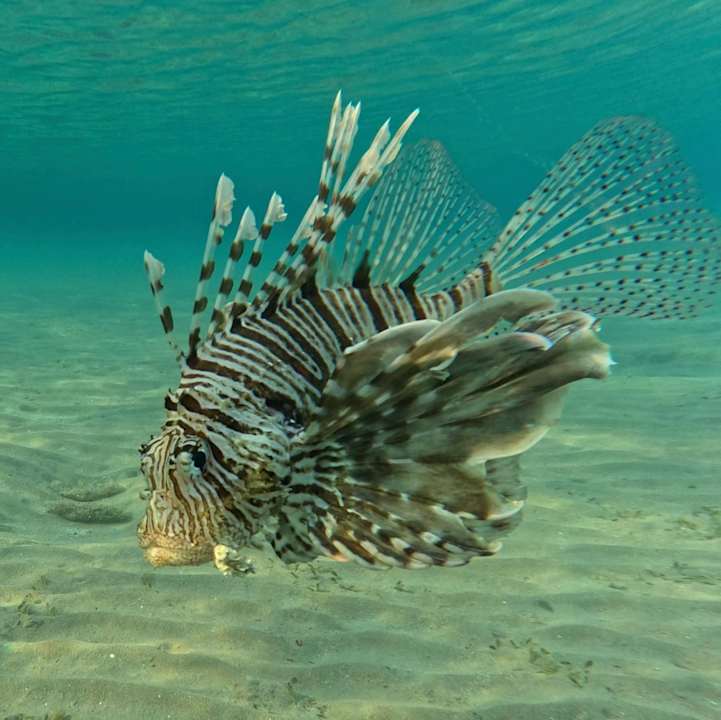 Strand Steigenberger Coraya Beach - Adults only