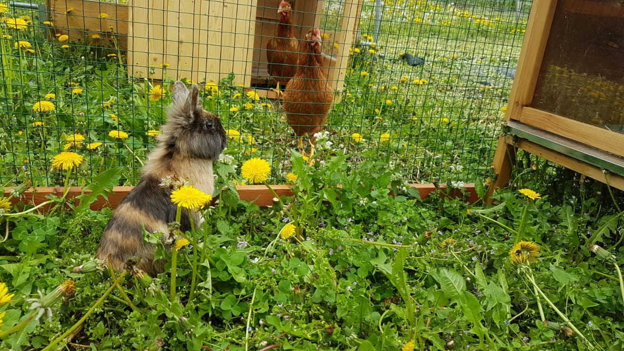 Sonstiges Ferienwohnungen Koflerhof