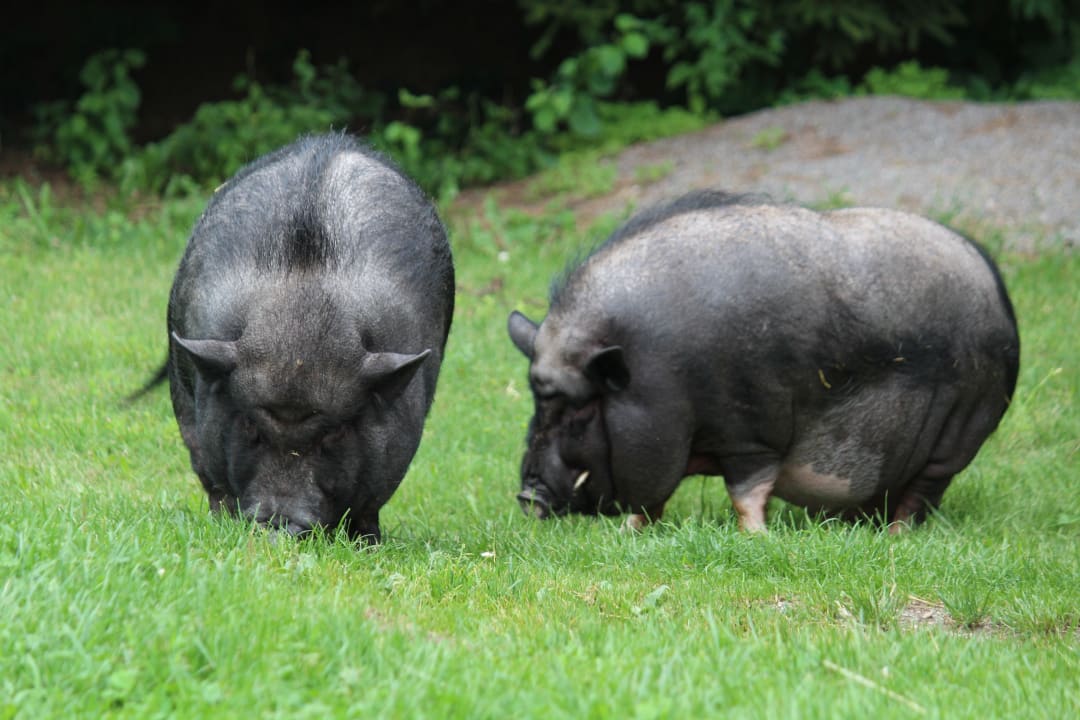 Sonstiges Ferienhof Uebelhör