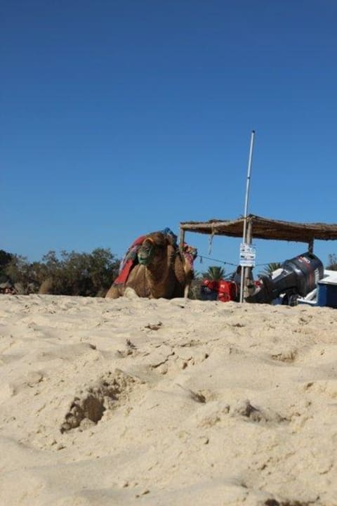 Kamel Pause am Strand The Orangers Beach Resort and Bungalows
