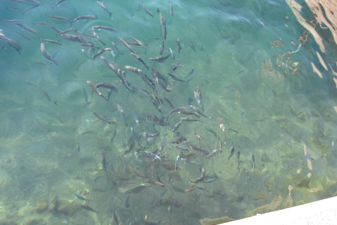 Ryby w zatoce Hotel Pine Bay Holiday Resort