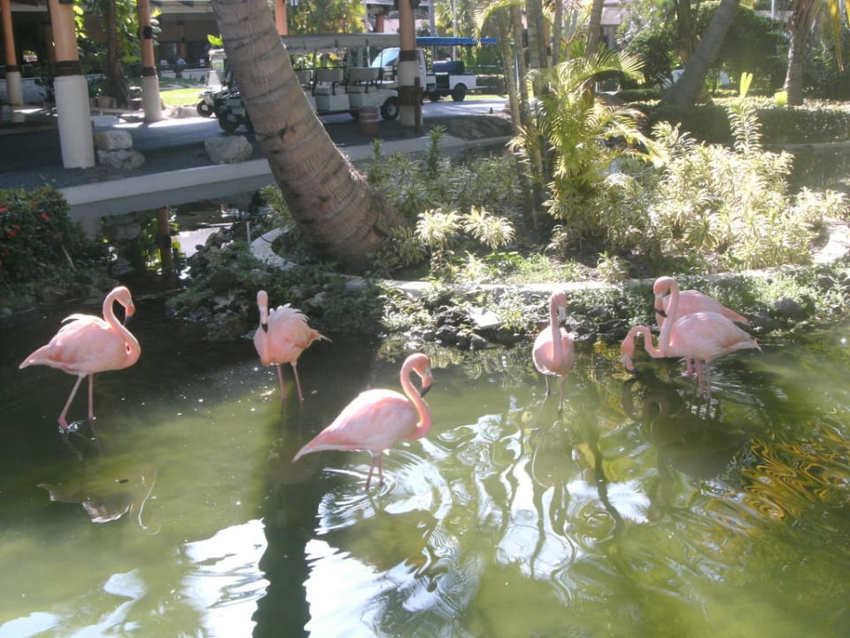 Flamingos im Teich Grand Palladium Select Bávaro Resort & Spa