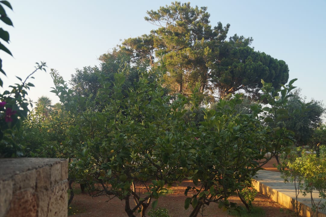 Garten Kernos Beach Hotel & Bungalows