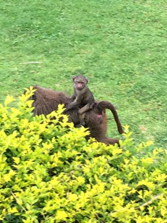 Sonstiges Neptune Ngorongoro Luxury  Lodge