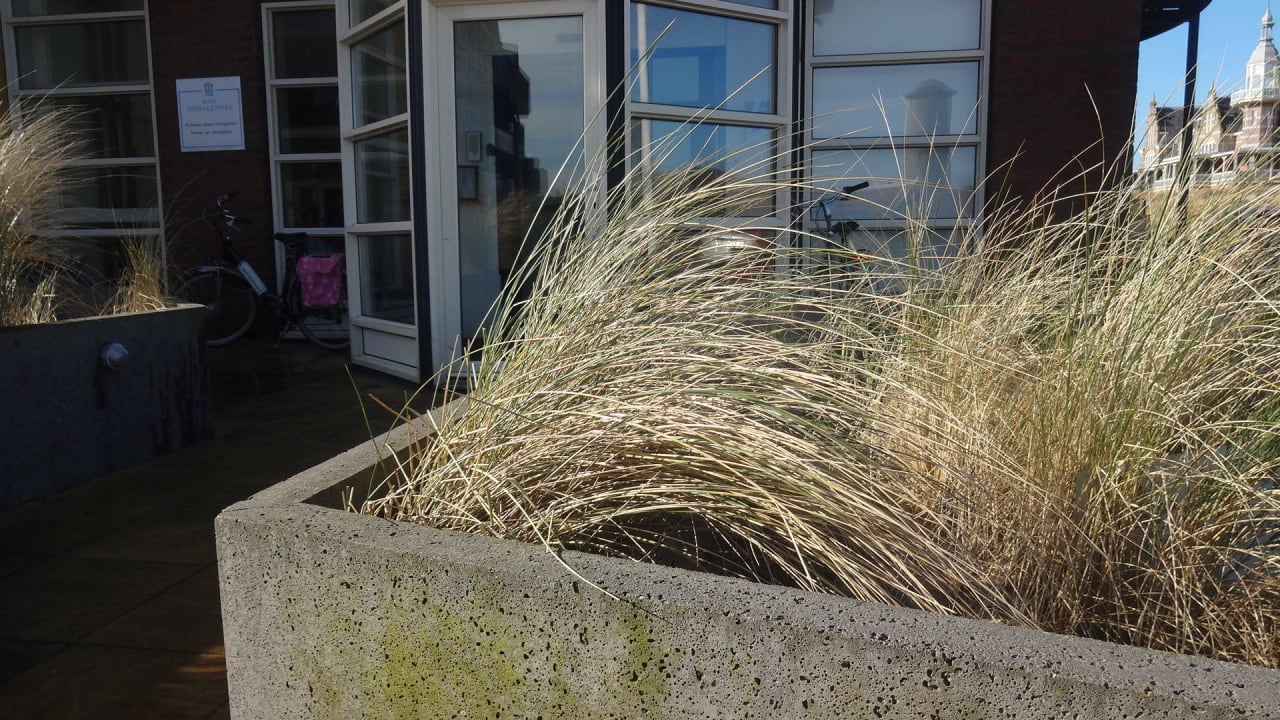 "Vorgarten" mit Strandhafer Hotel Nehalennia