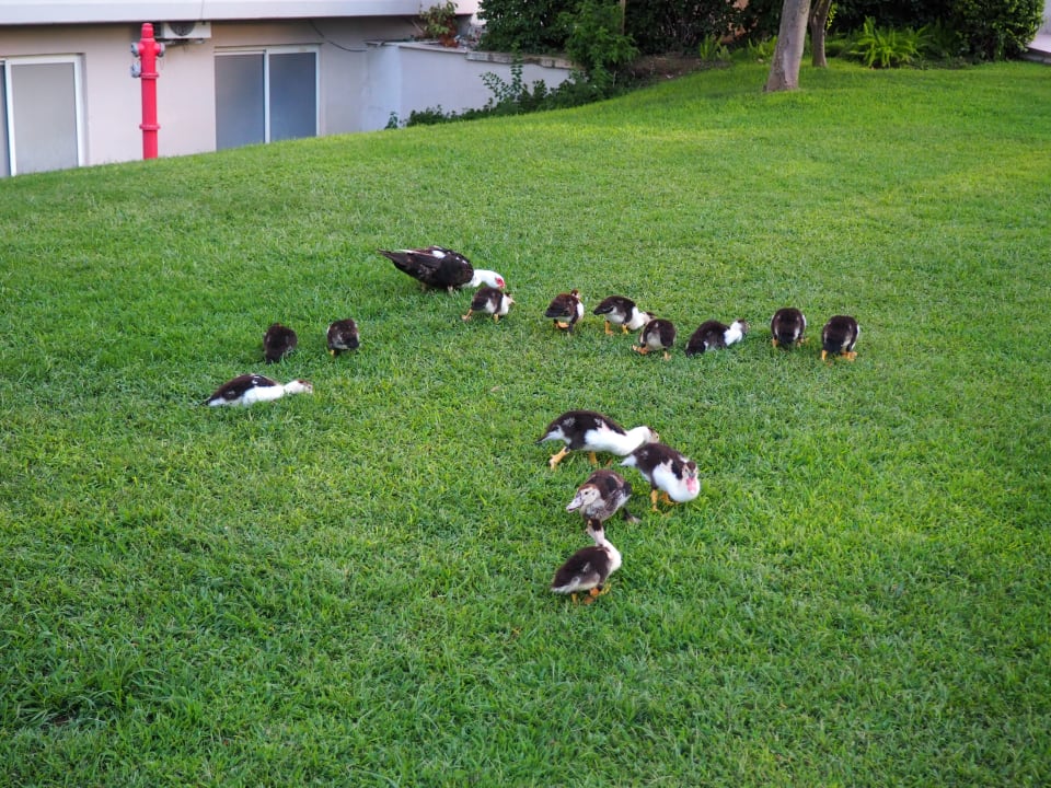 Gartenanlage Rixos Premium Tekirova