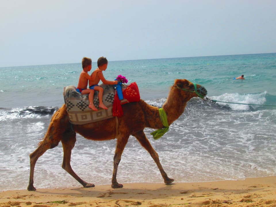 Kamel ritt Hotel Royal Nozha