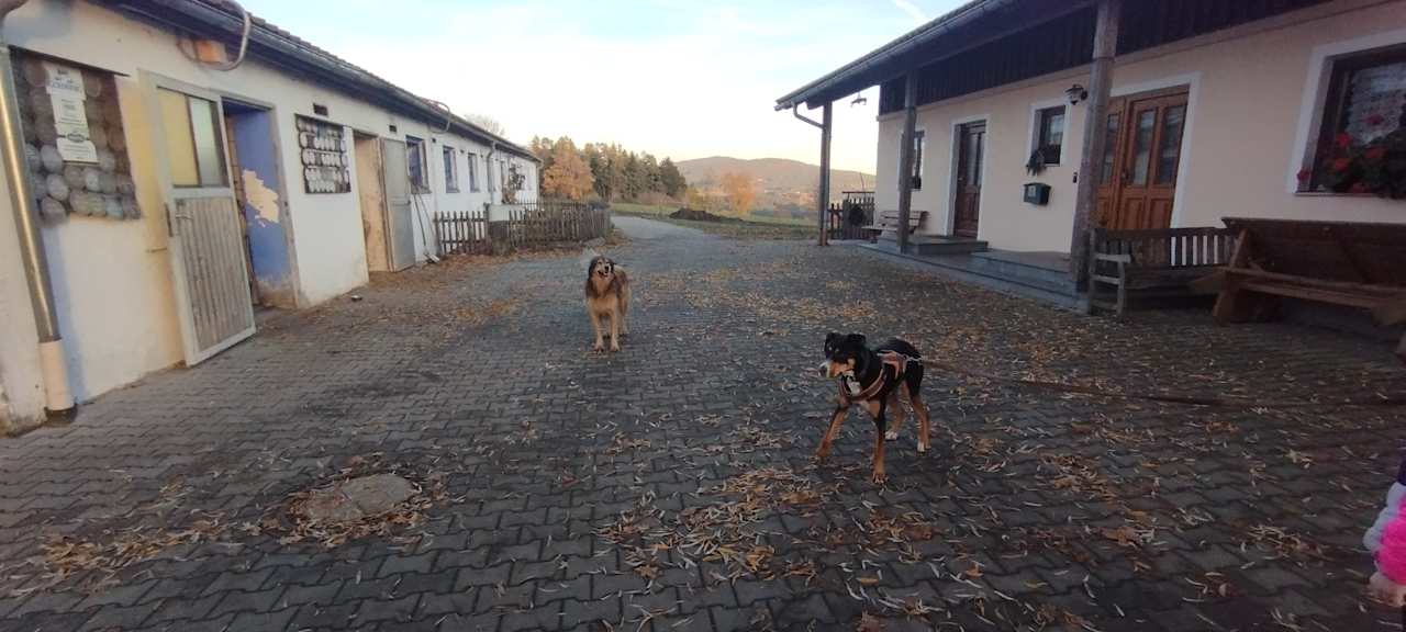 Sonstiges Ferienhof Dannerbauer