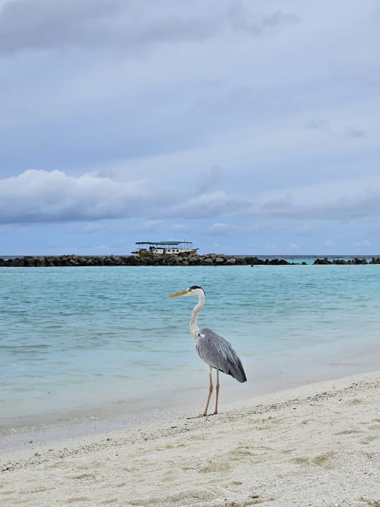 Strand Summer Island Maldives