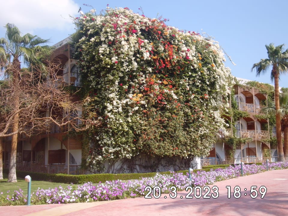 Außenansicht Desert Rose