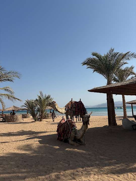 Strand ROBINSON SOMA BAY