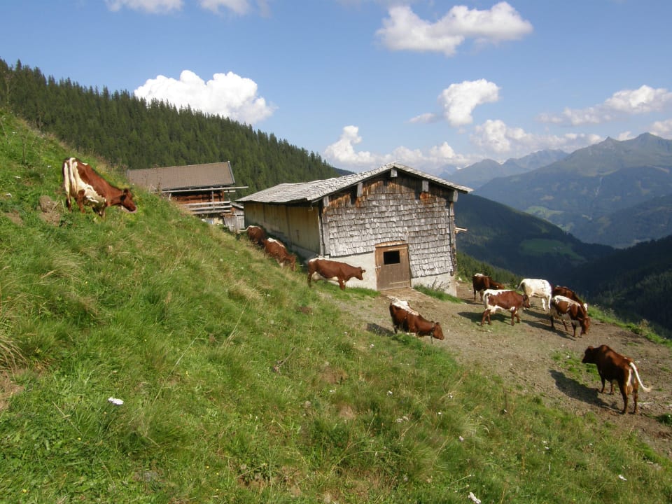 Unsere Peilberg- Grundalm  Bauernhof Peilberghof