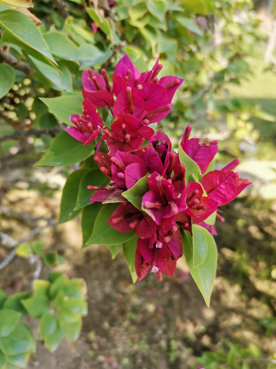 Gartenanlage VONRESORT Golden Coast