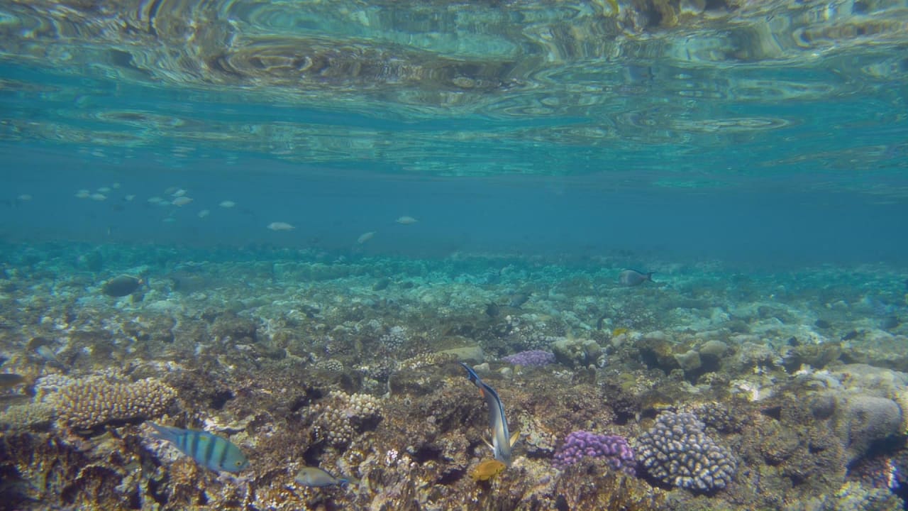 Sport & Freizeit Hotel Gorgonia Beach Resort