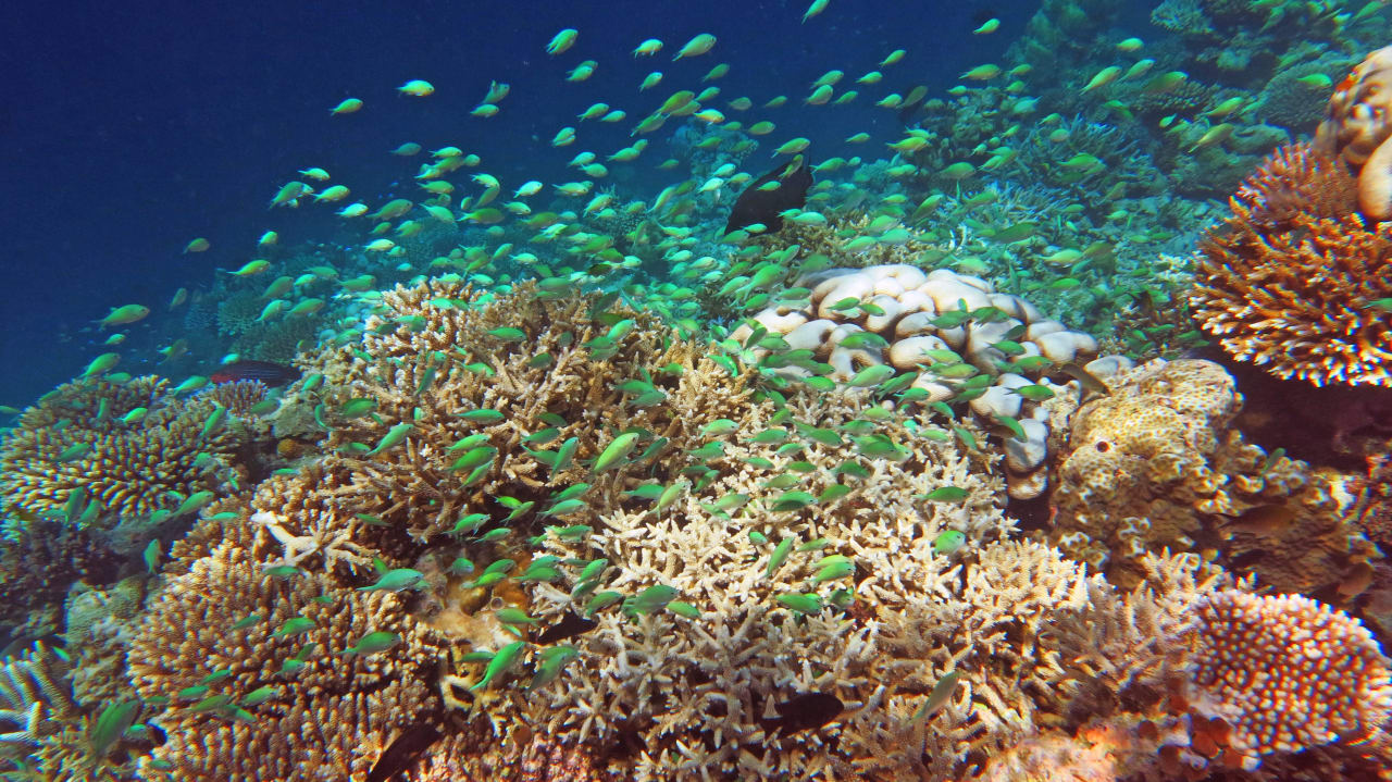 Schnocheln am Hausriff  Safari Island Maldives