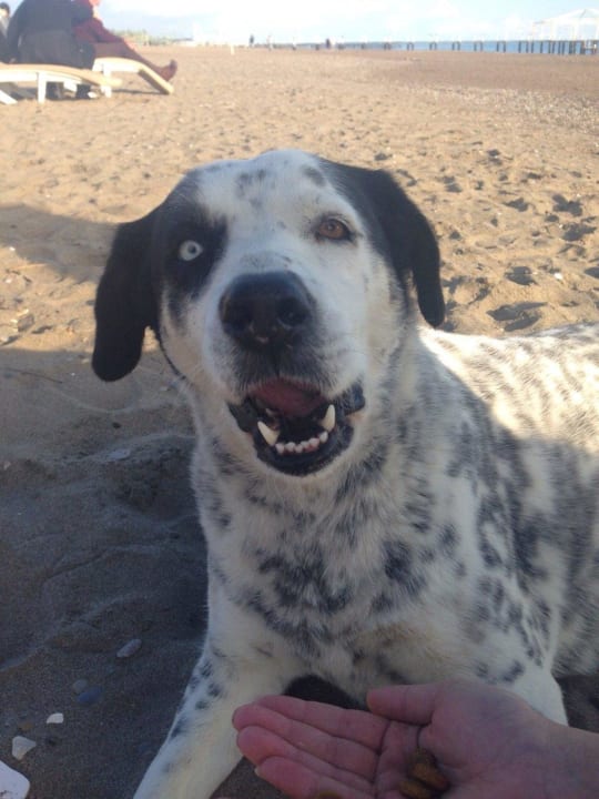 Beach hund Limak Lara Deluxe Hotel & Resort