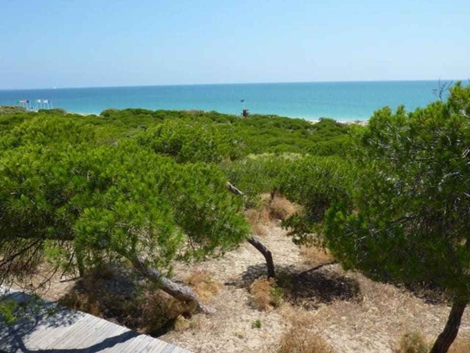 Pinienwald im Naturschutzgebiet Hotel Playa de la Luz