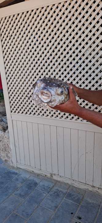 Strand Pickalbatros Citadel Resort