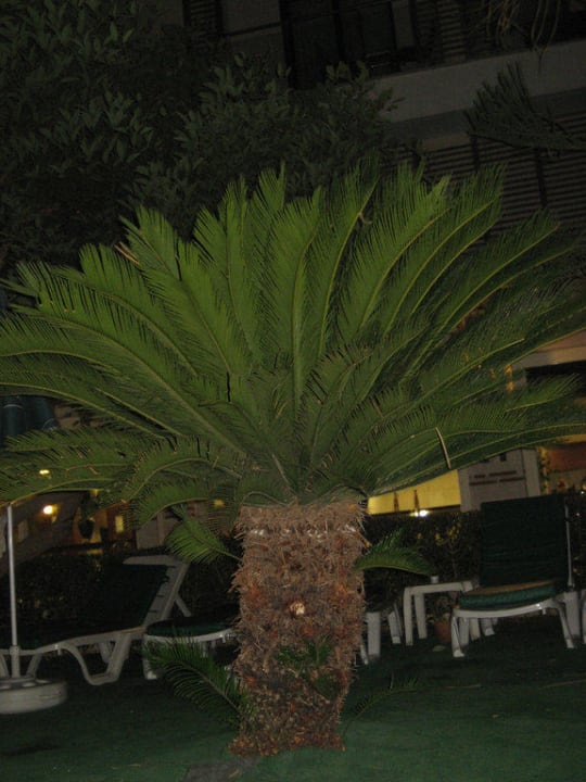 Palme bei Nacht Trendy Side Beach Hotel - Adults only