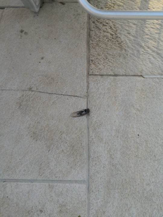 Sonstiges TUI KIDS CLUB Alex Beach