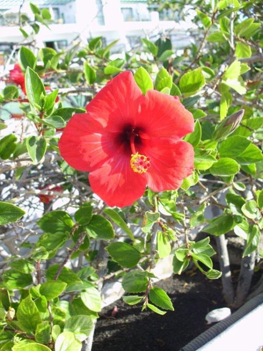 Hibiskusblüte im November Relaxia Olivina