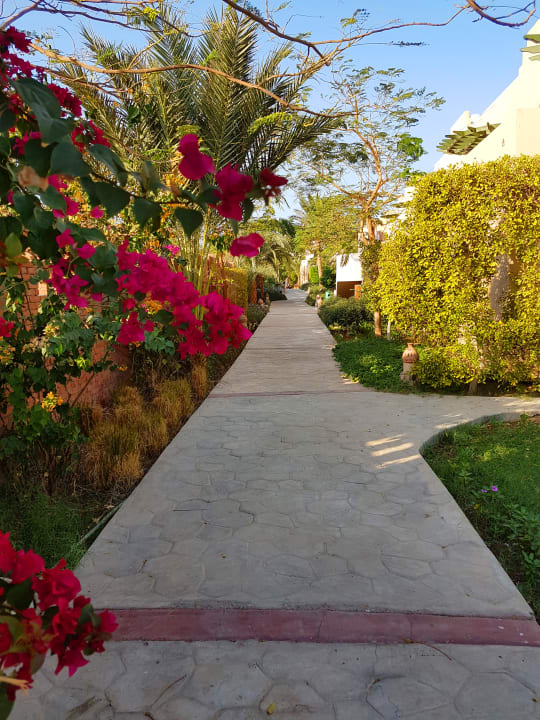 Gartenanlage Shams Alam Beach Resort