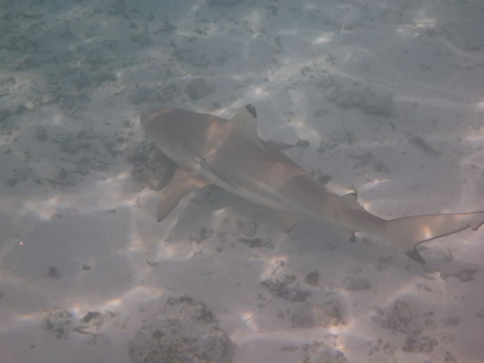 Nur Gucken nicht Anfassen Summer Island Maldives