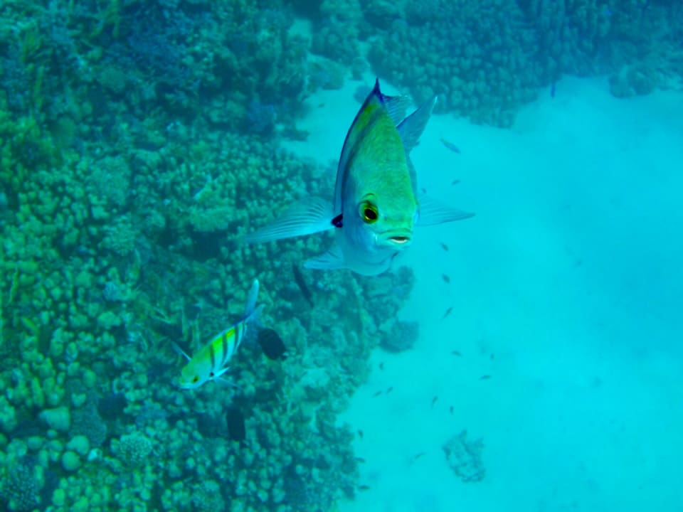 Strand Malikia Resort Abu Dabbab