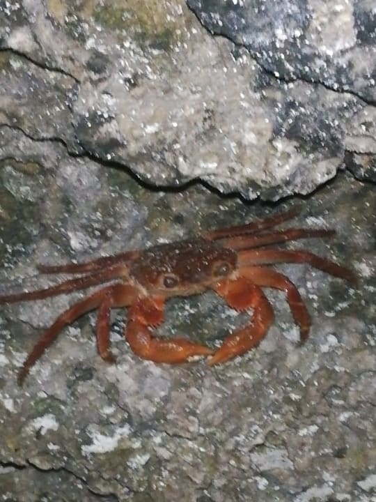 Sonstiges Karafuu Beach Resort & Spa