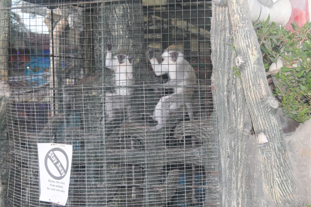 Mini zoo w Club Seagull Beach Resort