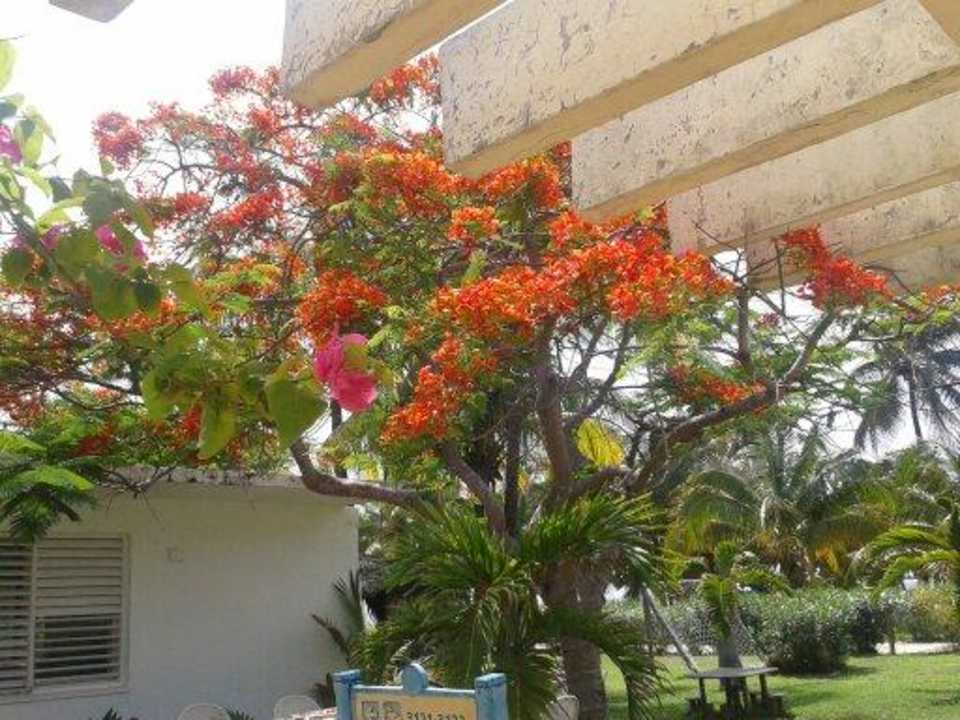 Die ganze Anlage ist schön bepflanzt Hotel Roc Barlovento